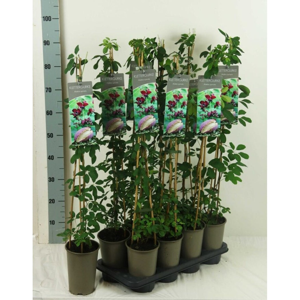 Fembladig akebia – Akebia quinata - C2 60-80 CM Stick
